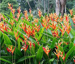 Heliconia Plant